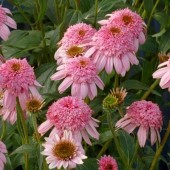Эхинацея Echinacea Secret Romance